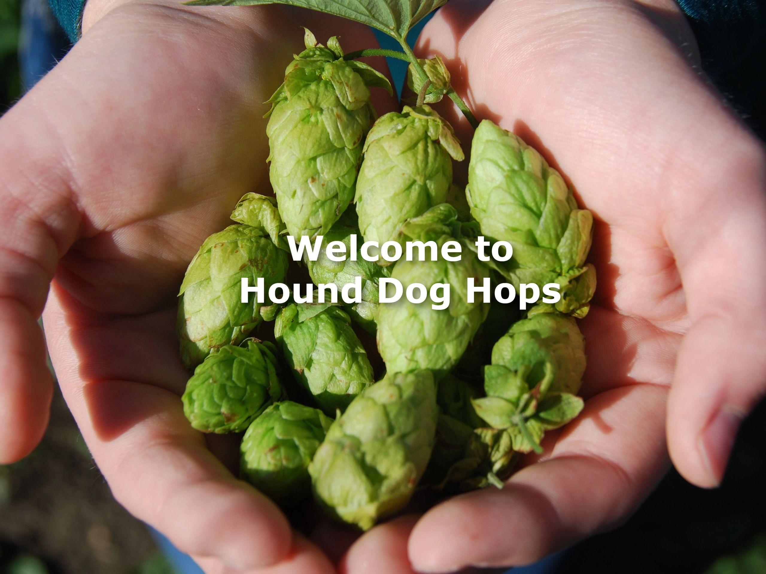 Hops Hound Dog Hops